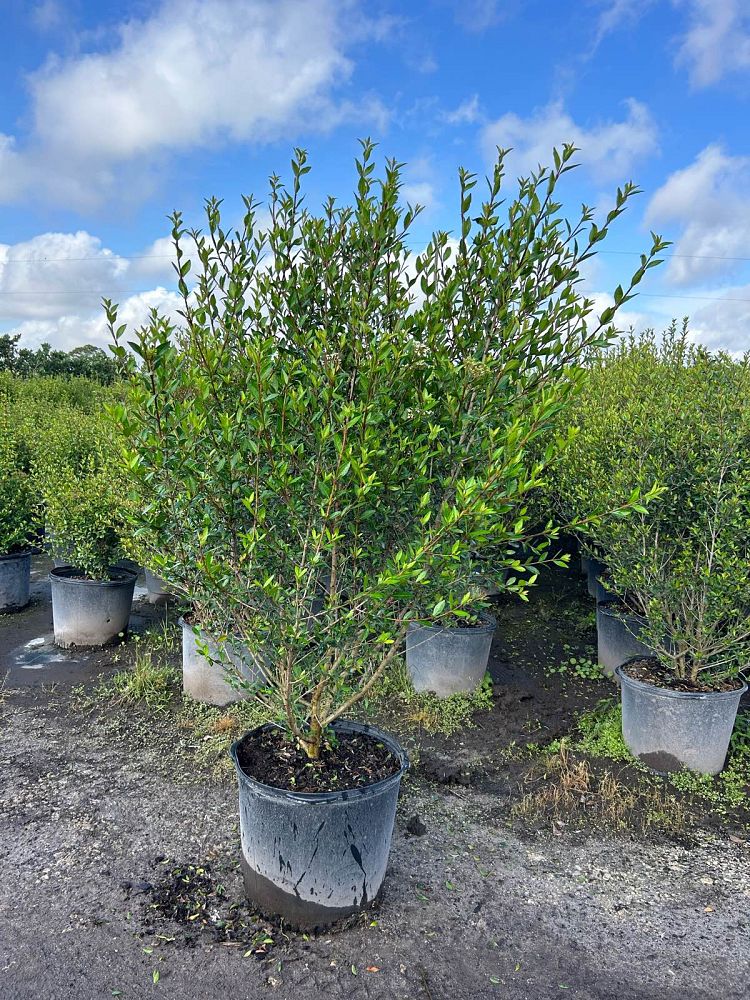 viburnum-obovatum-walters-viburnum