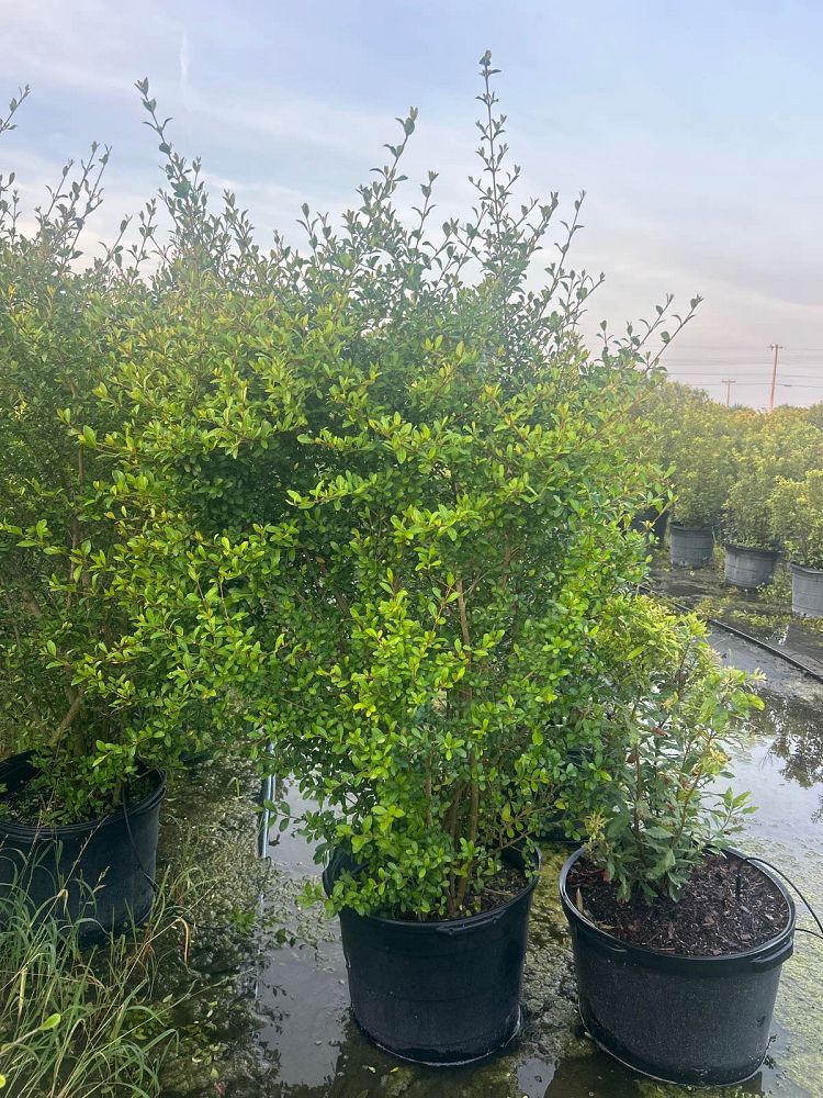 viburnum-obovatum-walters-viburnum
