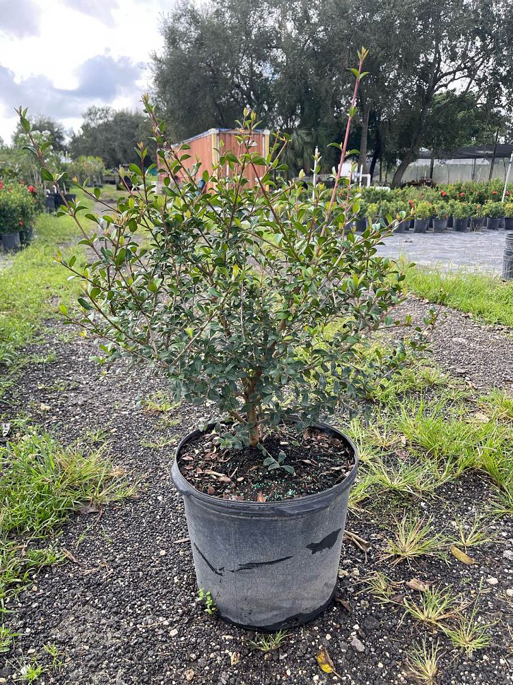 viburnum-obovatum-walters-viburnum