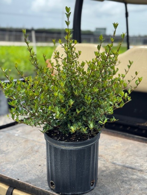 viburnum-obovatum-walters-viburnum