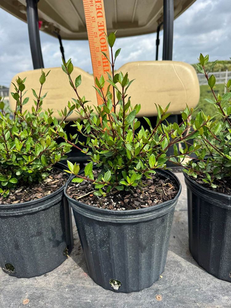 viburnum-obovatum-walters-viburnum