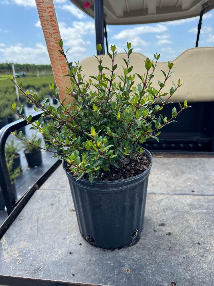 viburnum-obovatum-walters-viburnum