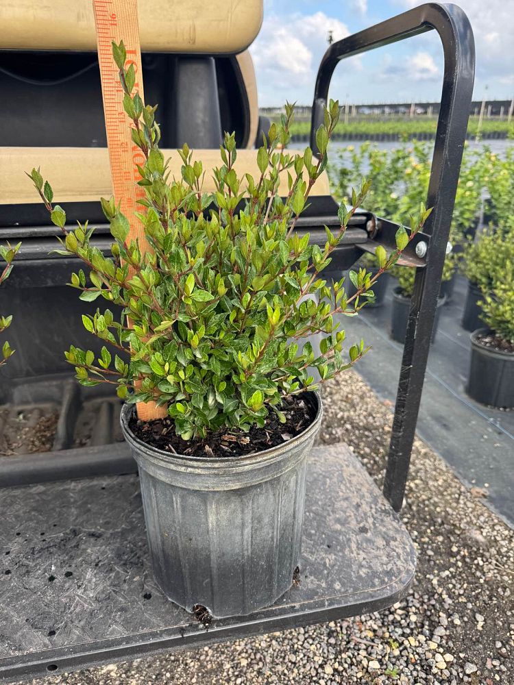 viburnum-obovatum-walters-viburnum
