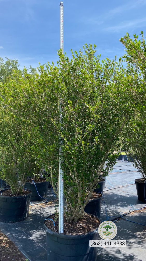 viburnum-obovatum-walters-viburnum