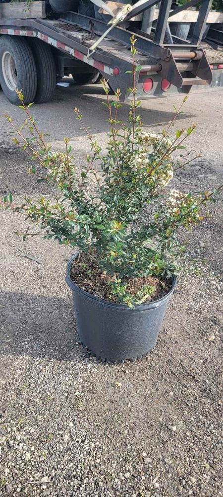 viburnum-obovatum-walters-viburnum
