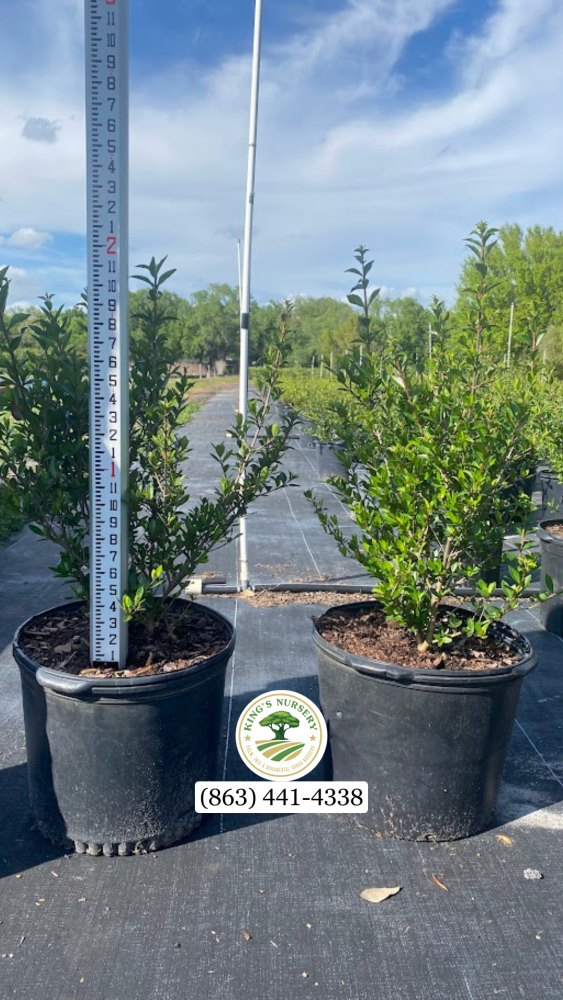 viburnum-obovatum-walters-viburnum