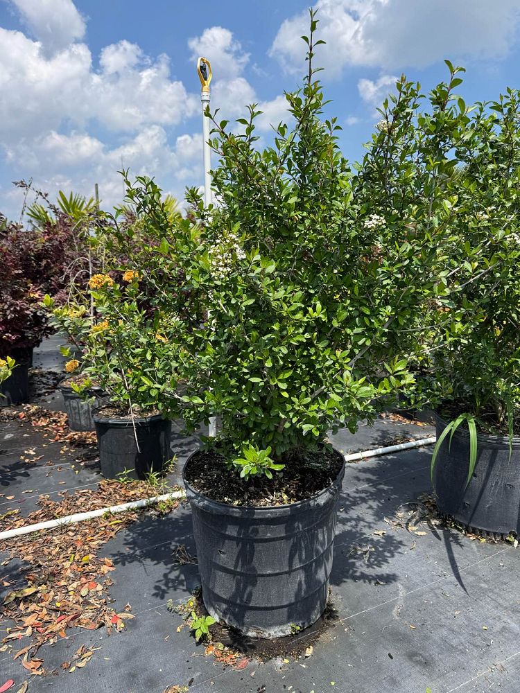 viburnum-obovatum-walters-viburnum