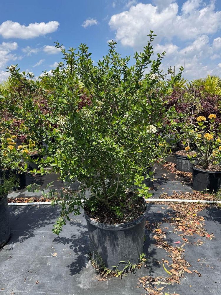 viburnum-obovatum-walters-viburnum