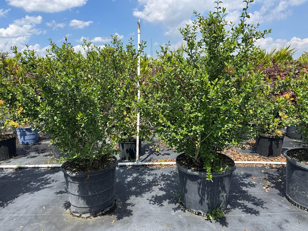 viburnum-obovatum-walters-viburnum