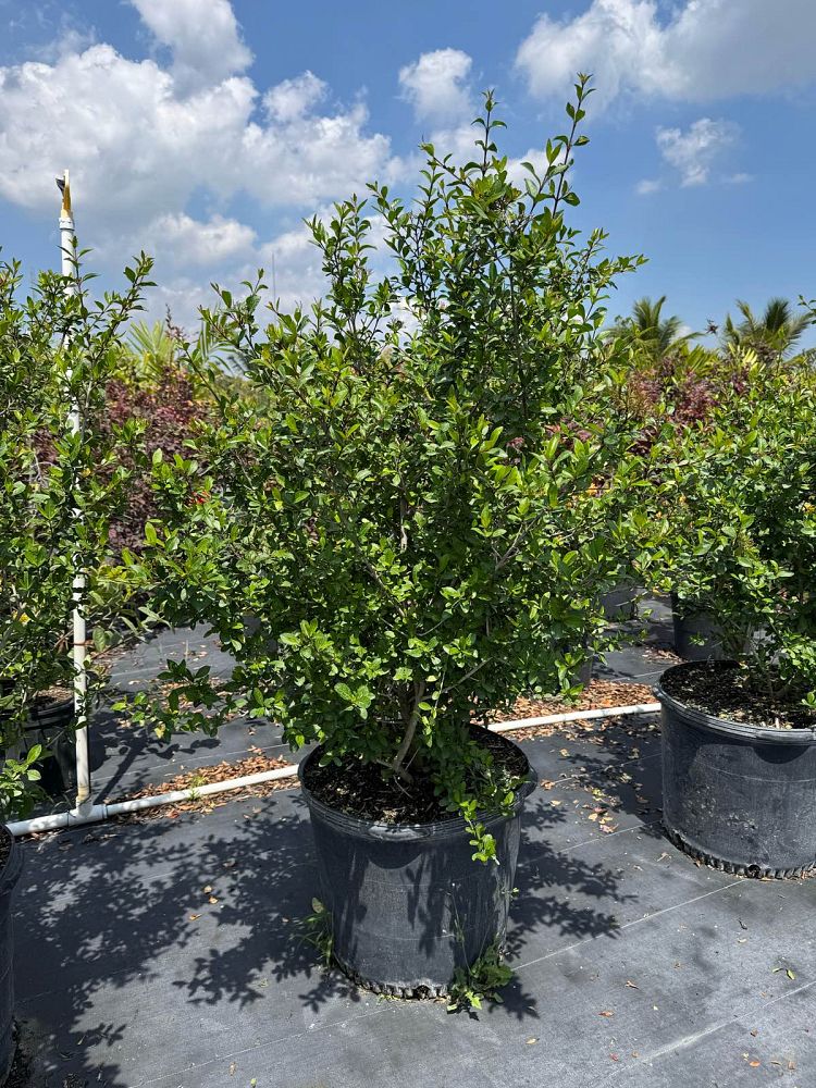 viburnum-obovatum-walters-viburnum