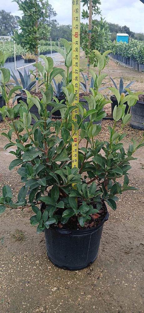 viburnum-obovatum-walters-viburnum