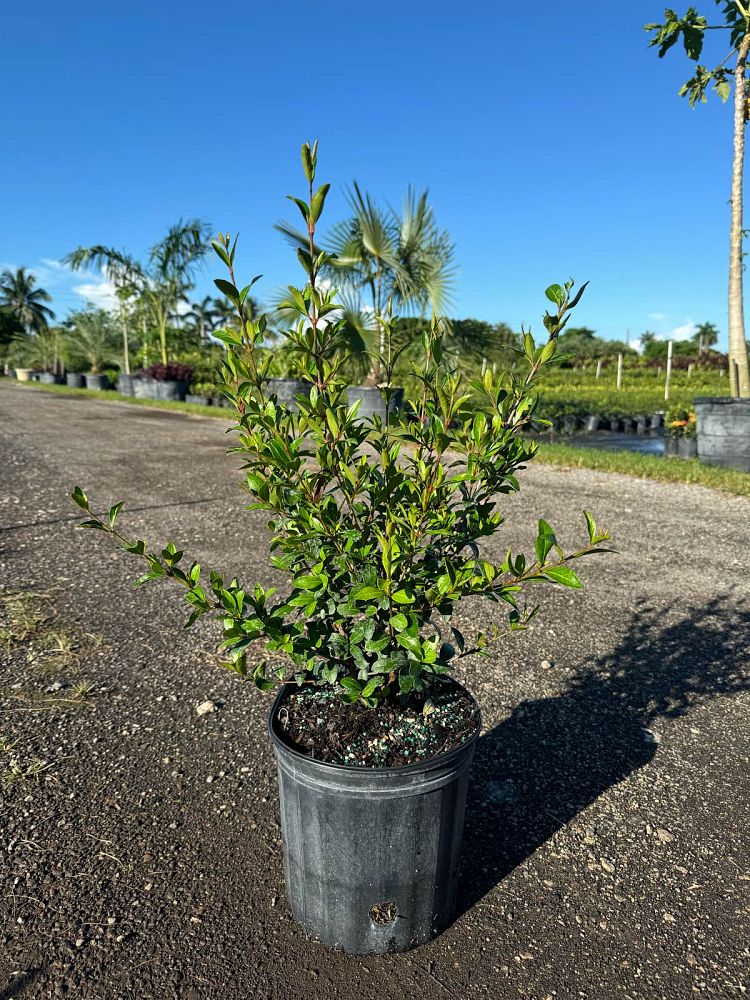 viburnum-obovatum-walters-viburnum