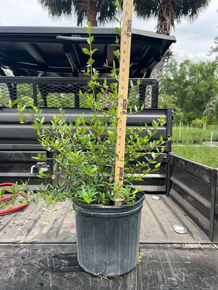 viburnum-obovatum-walters-viburnum