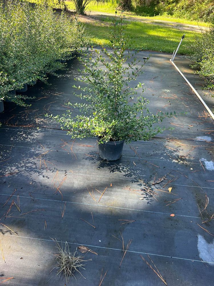 viburnum-obovatum-walters-viburnum