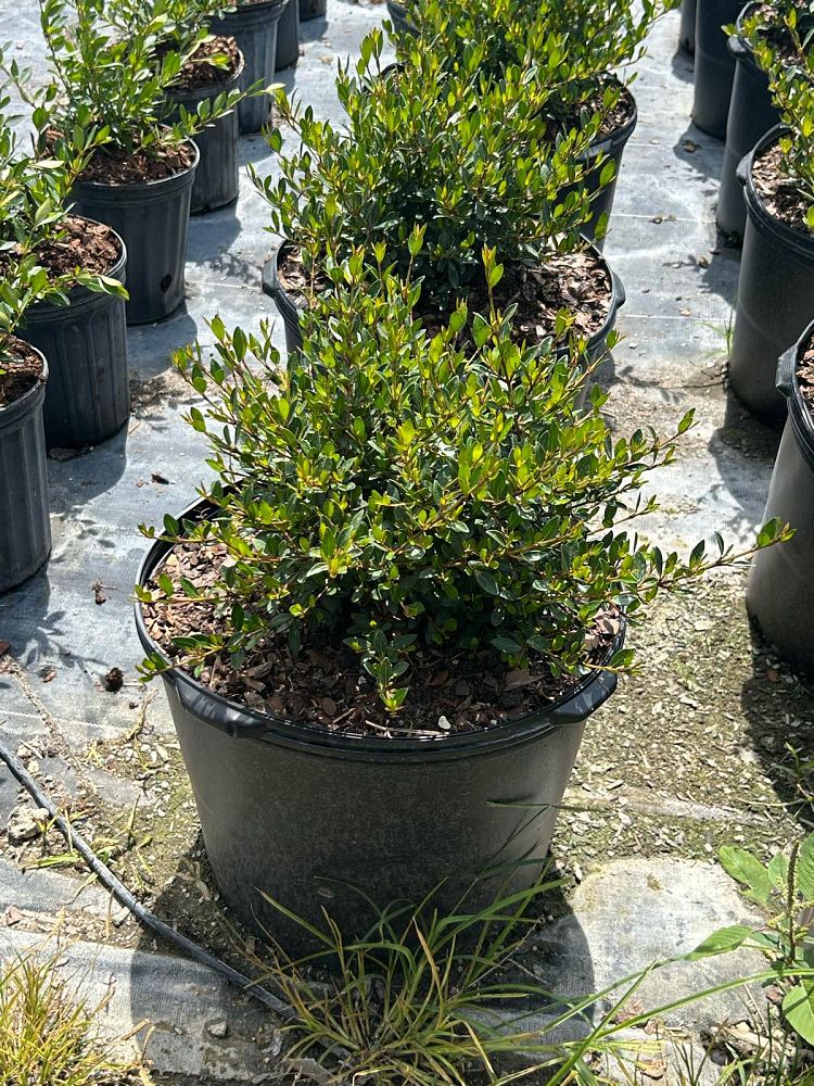 viburnum-obovatum-walters-viburnum