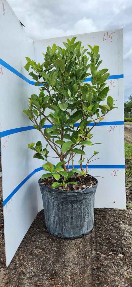 viburnum-obovatum-walters-viburnum