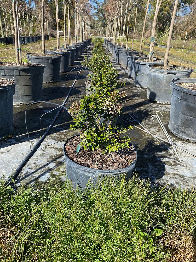 viburnum-obovatum-walters-viburnum