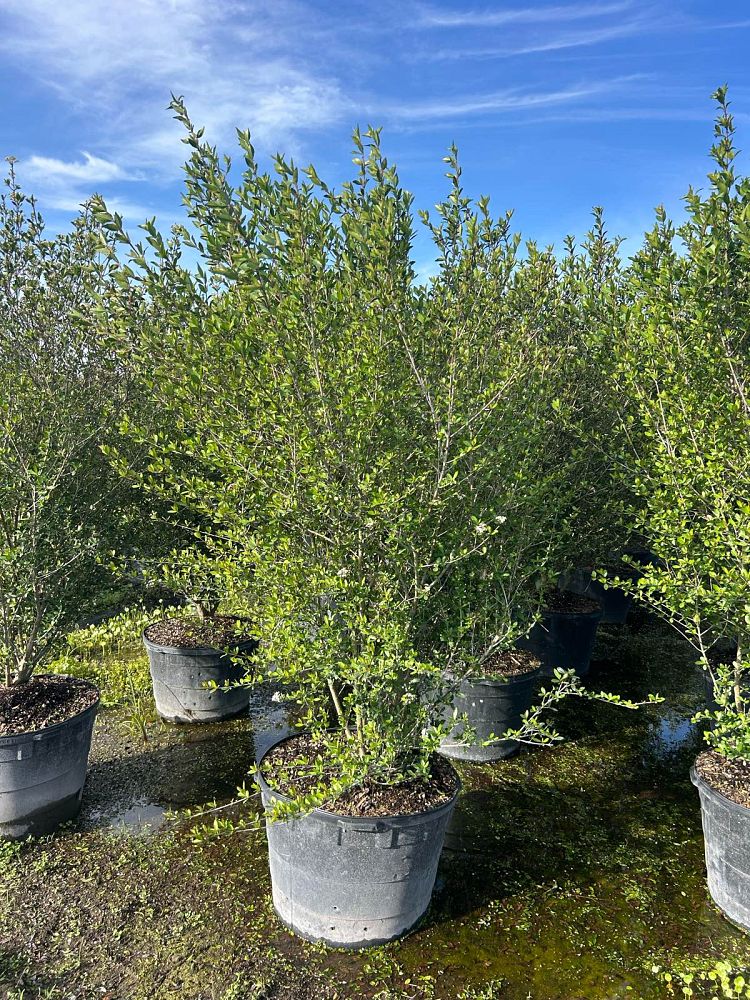 viburnum-obovatum-walters-viburnum