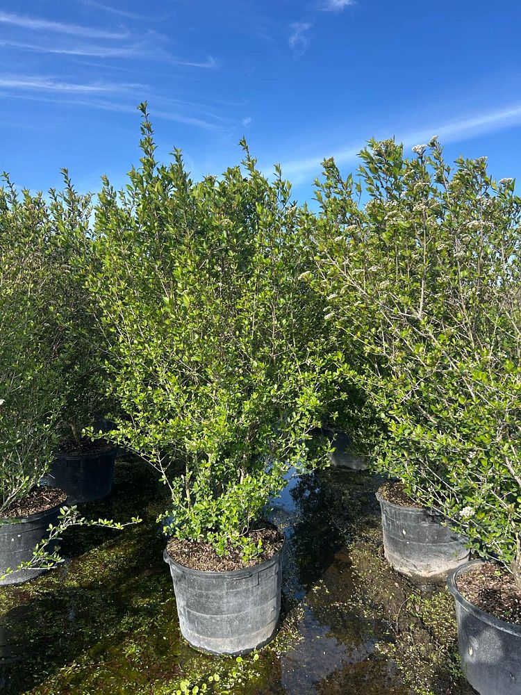 viburnum-obovatum-walters-viburnum