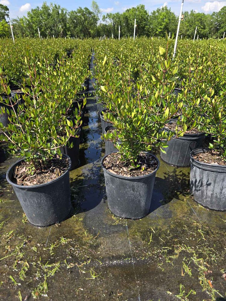 viburnum-obovatum-walters-viburnum