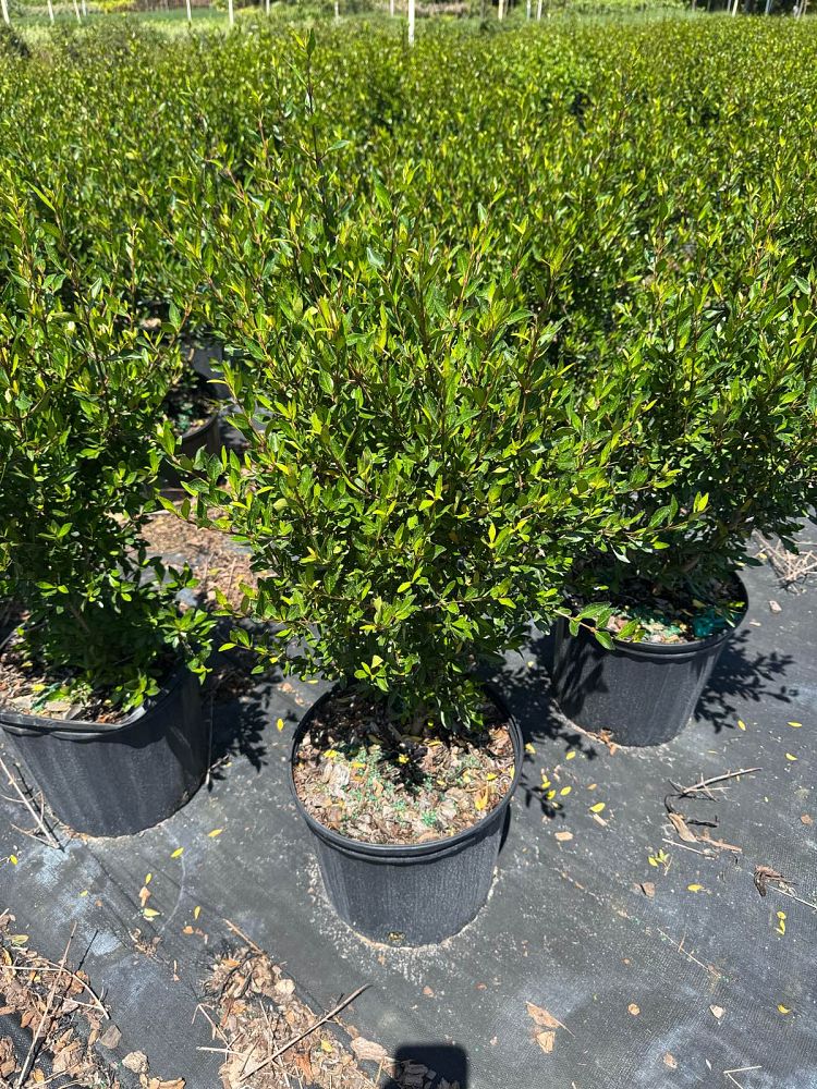 viburnum-obovatum-walters-viburnum