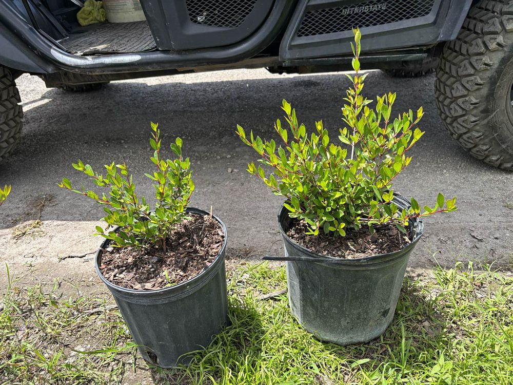 viburnum-obovatum-walters-viburnum