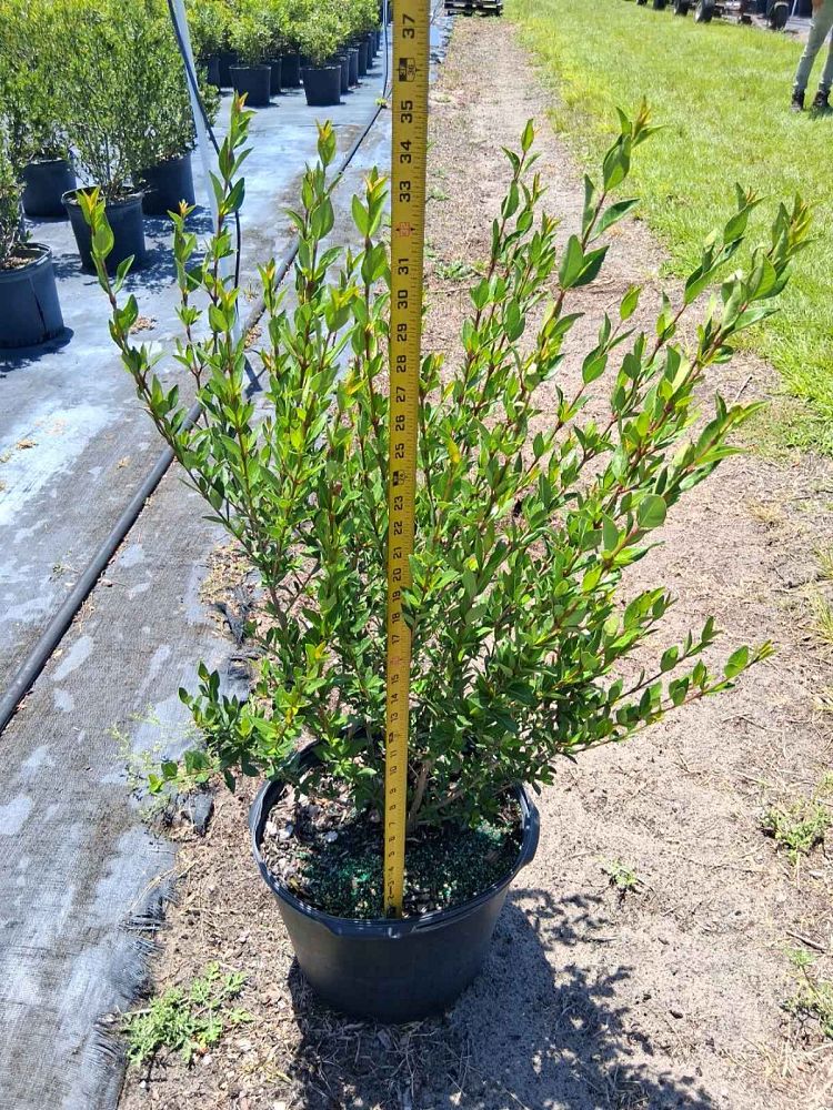 viburnum-obovatum-walters-viburnum