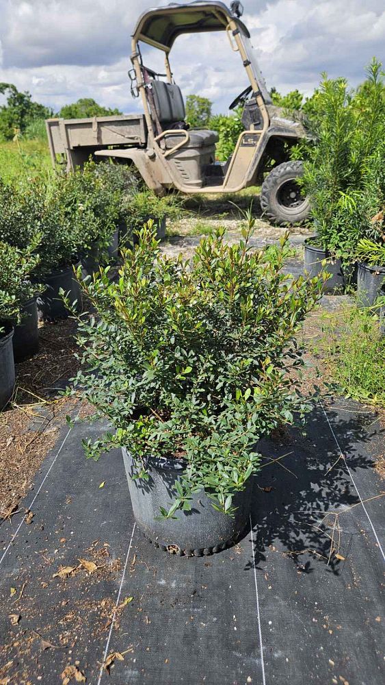 viburnum-obovatum-walters-viburnum