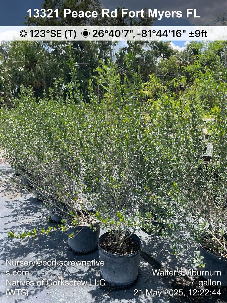 viburnum-obovatum-walters-viburnum