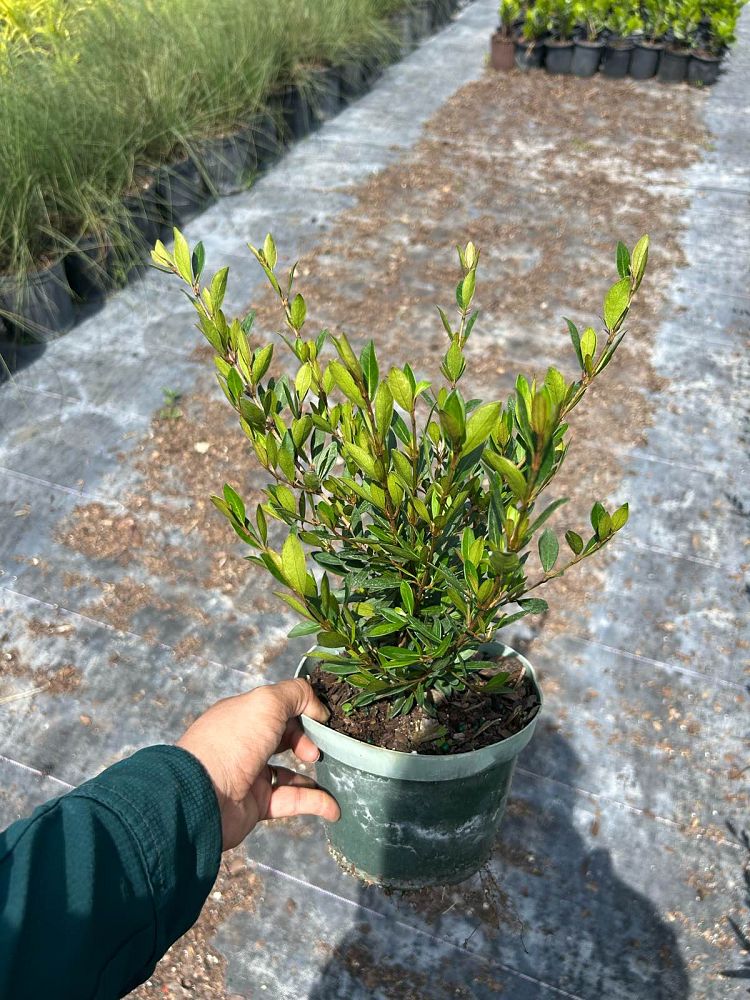viburnum-obovatum-walters-viburnum