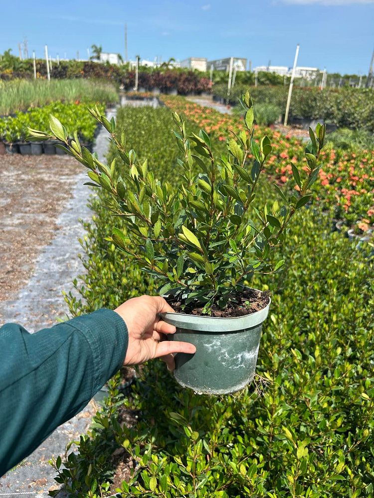 viburnum-obovatum-walters-viburnum