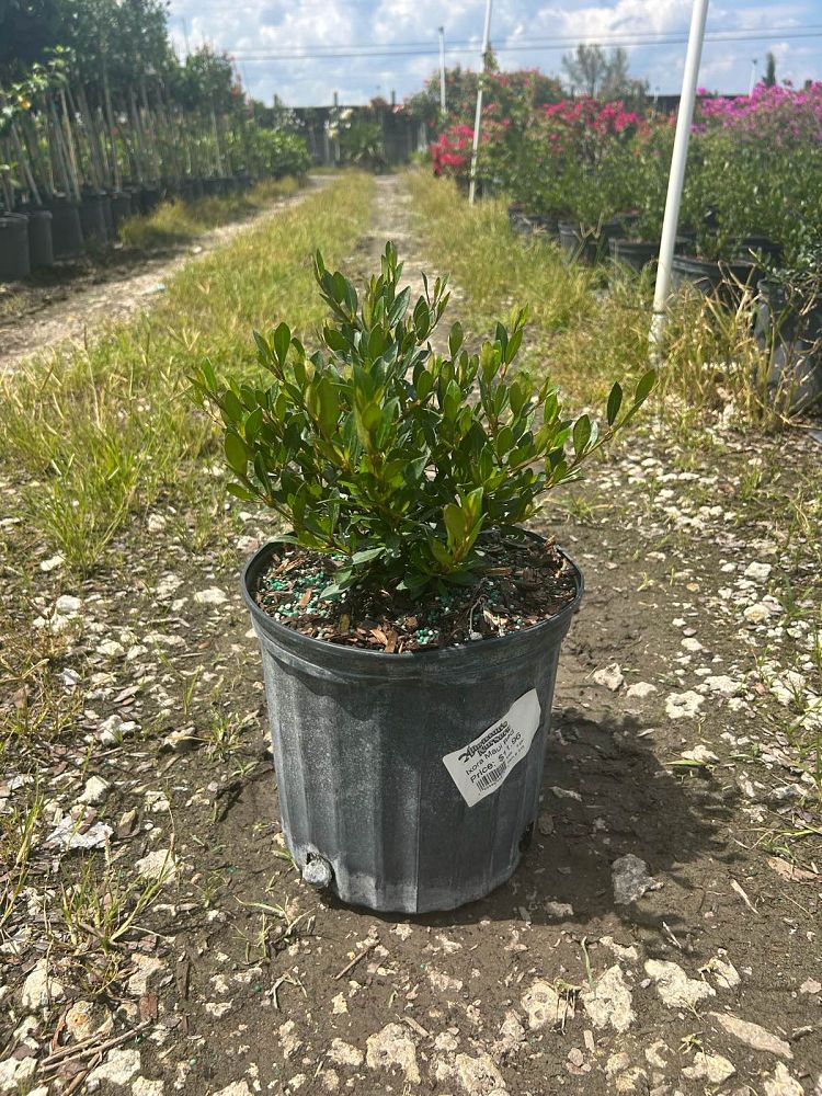 viburnum-obovatum-walters-viburnum