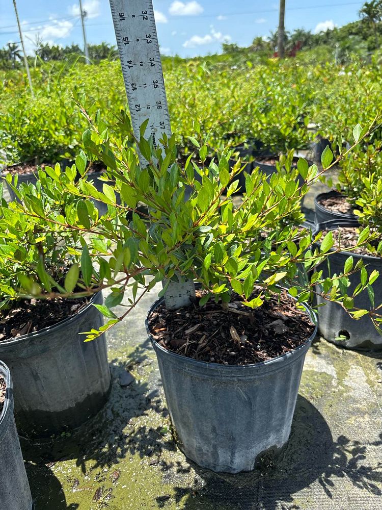 viburnum-obovatum-walters-viburnum