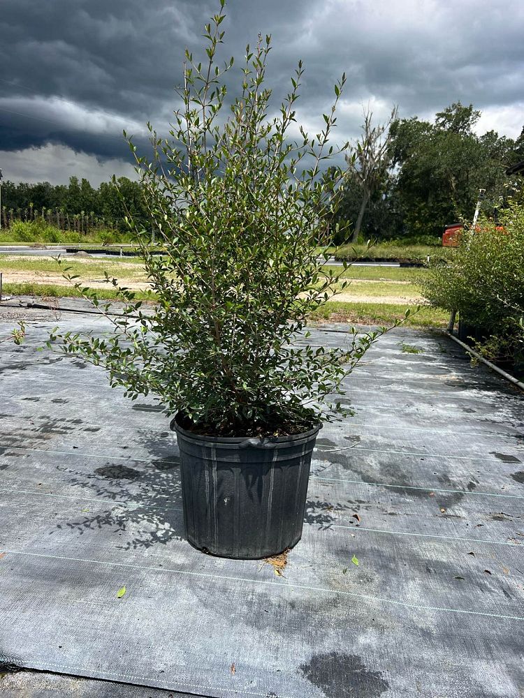 viburnum-obovatum-walters-viburnum