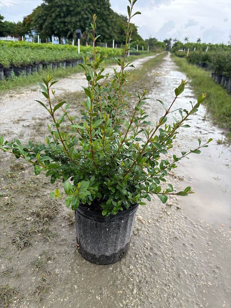 viburnum-obovatum-walters-viburnum