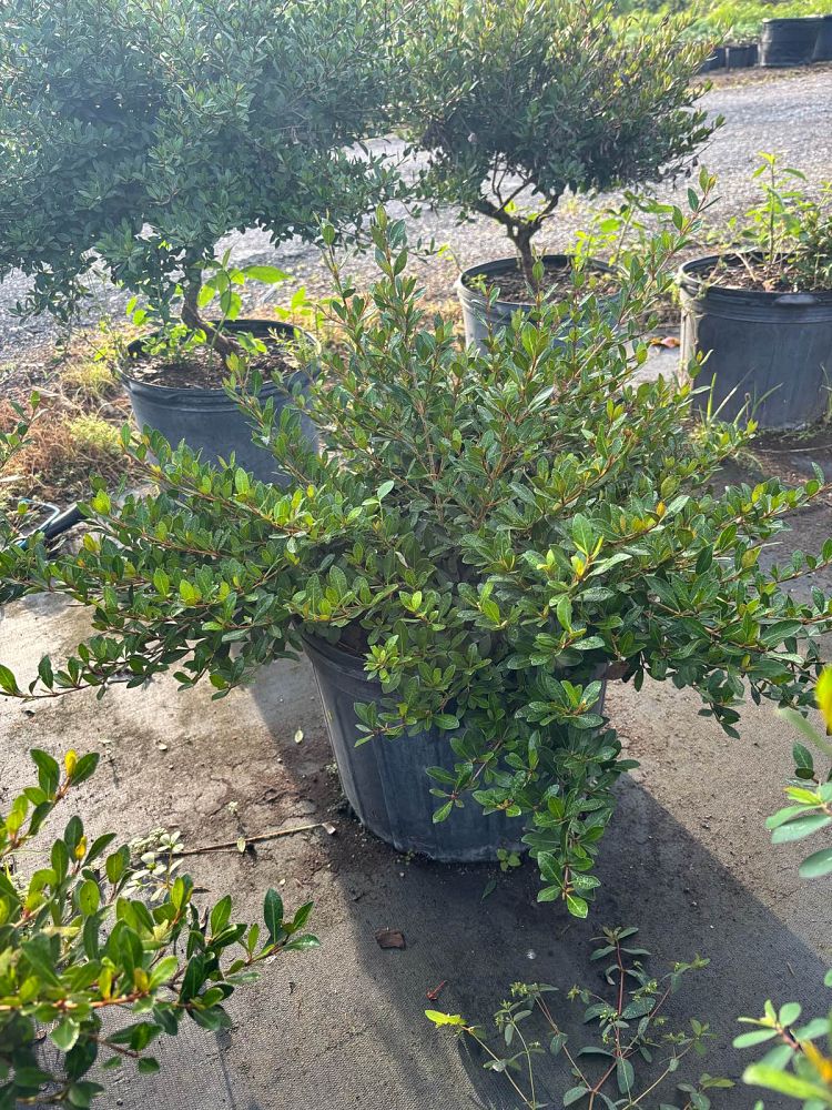viburnum-obovatum-walters-viburnum