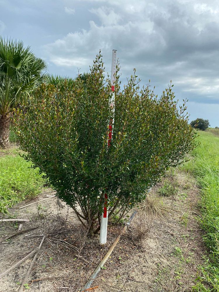viburnum-obovatum-walters-viburnum