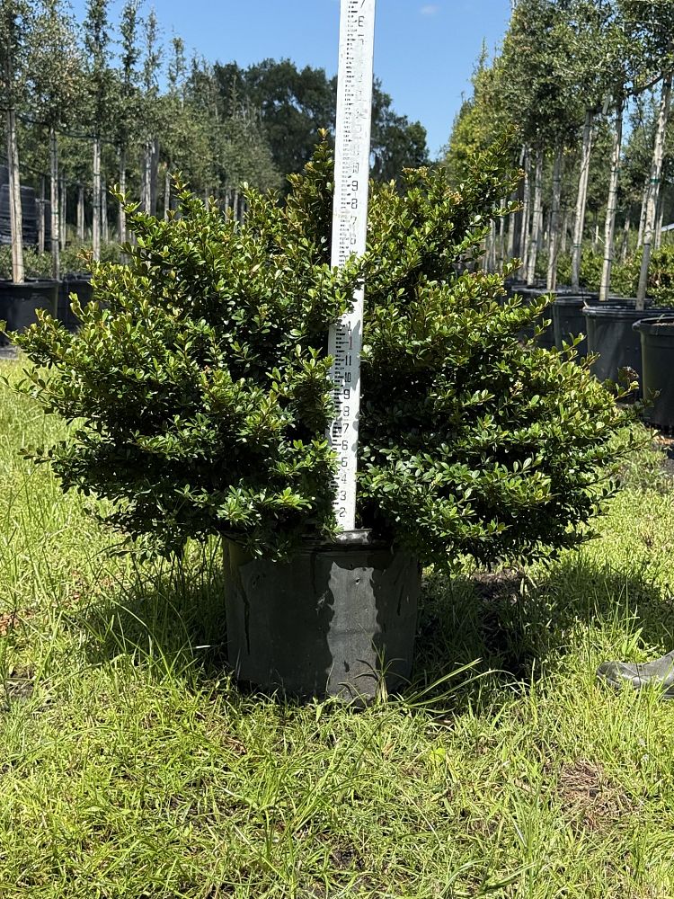 viburnum-obovatum-walters-viburnum