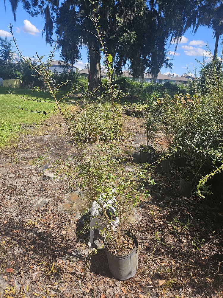 viburnum-obovatum-walters-viburnum