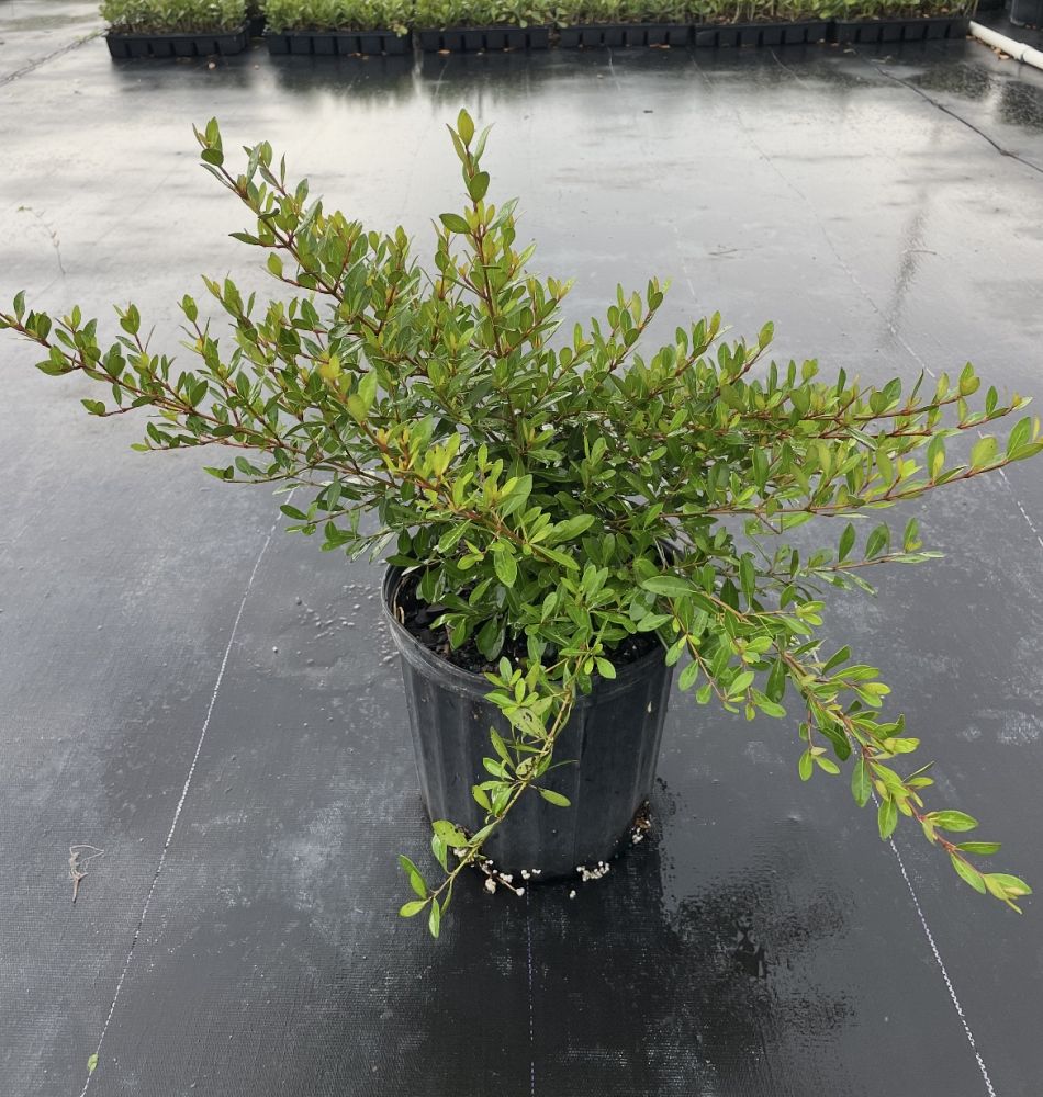 viburnum-obovatum-walters-viburnum