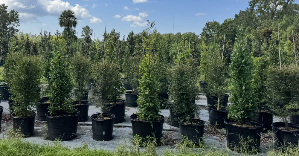 viburnum-obovatum-walters-viburnum