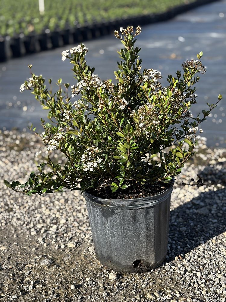 viburnum-obovatum-walters-viburnum