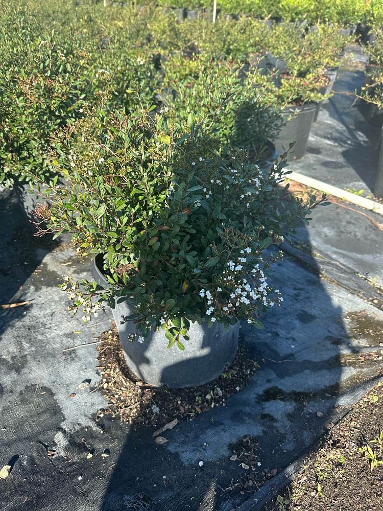 viburnum-obovatum-walters-viburnum