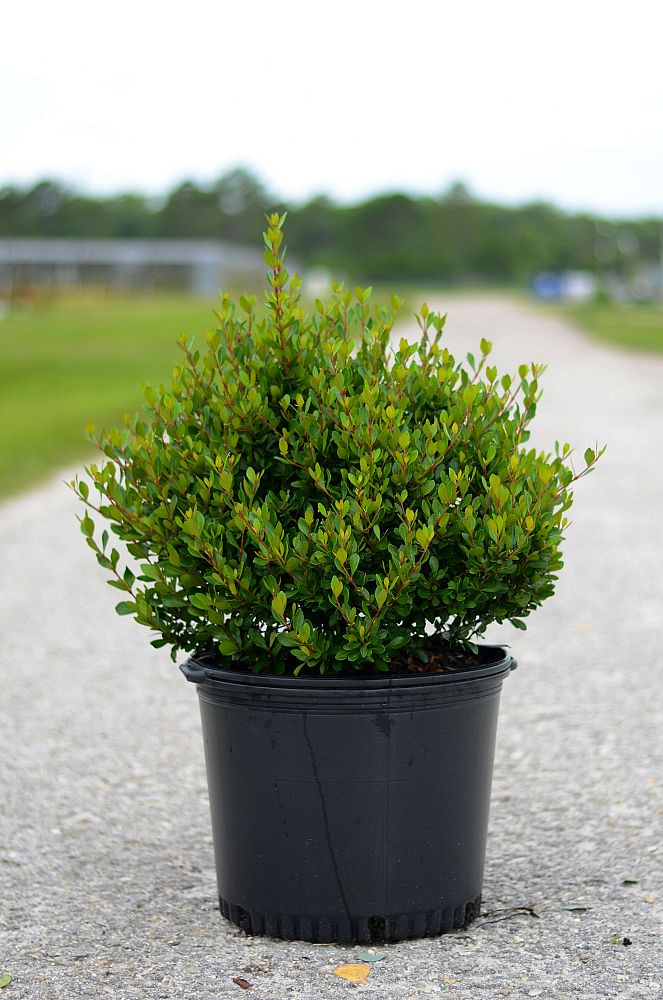 viburnum-obovatum-whorled-class-walters-viburnum