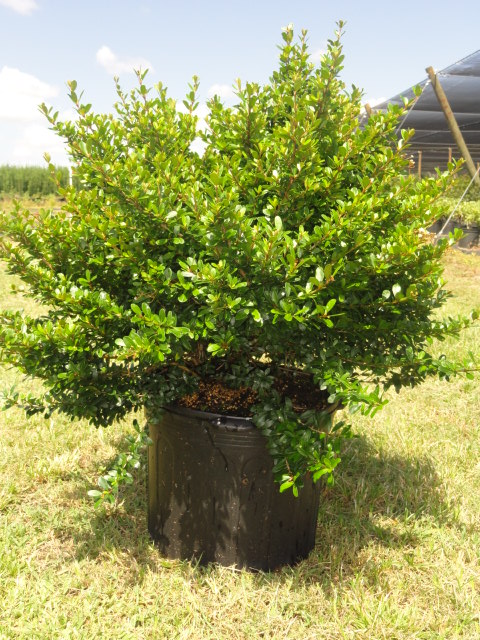 viburnum-obovatum-whorled-class-walters-viburnum