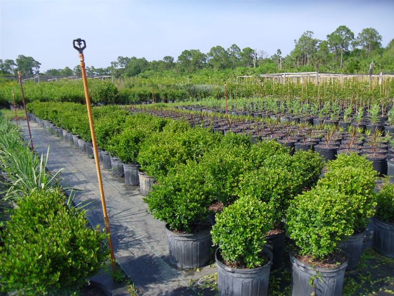 viburnum-obovatum-whorled-class-walters-viburnum