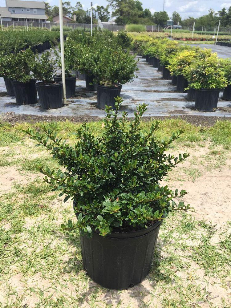 viburnum-obovatum-whorled-class-walters-viburnum