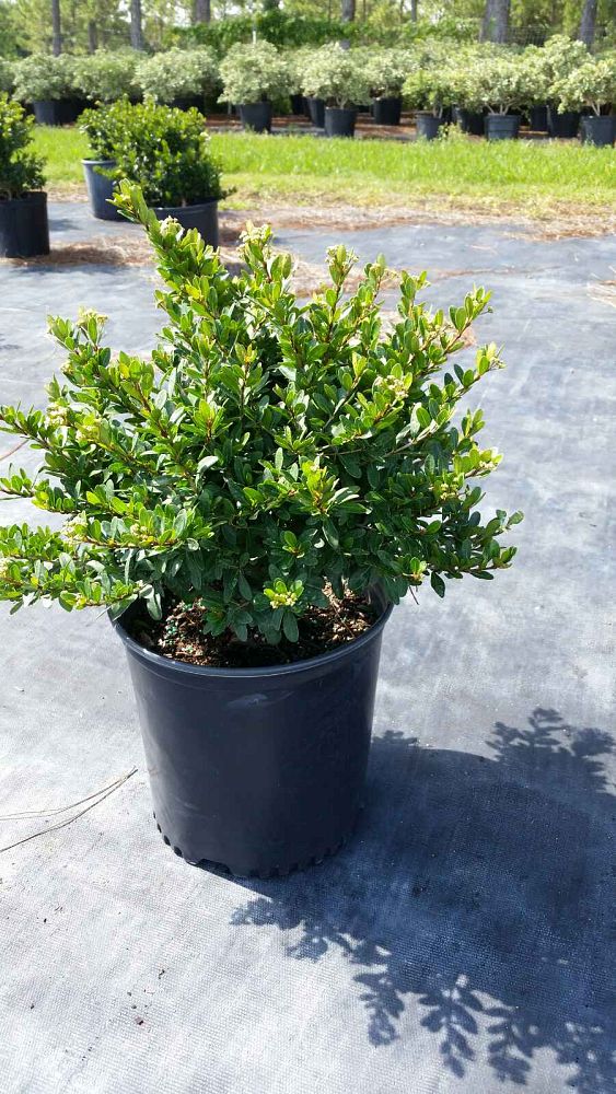 viburnum-obovatum-whorled-class-walters-viburnum