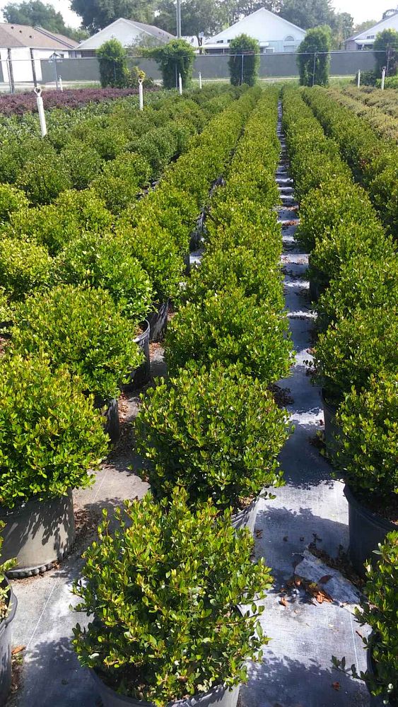 viburnum-obovatum-whorled-class-walters-viburnum