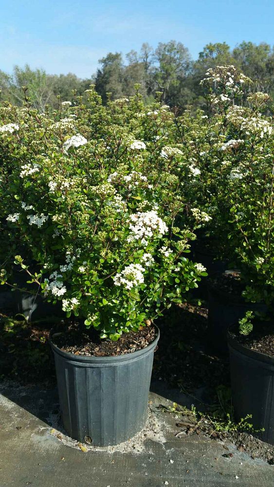 viburnum-obovatum-whorled-class-walters-viburnum